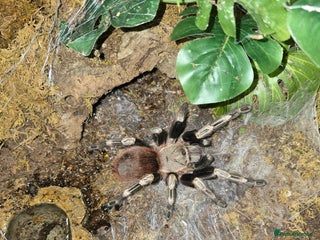 Spiders invertebrates - Advert 1