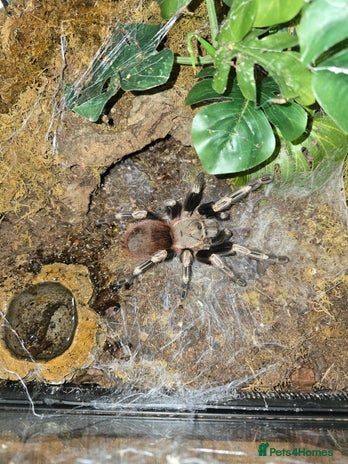 Spiders invertebrates - Advert 1