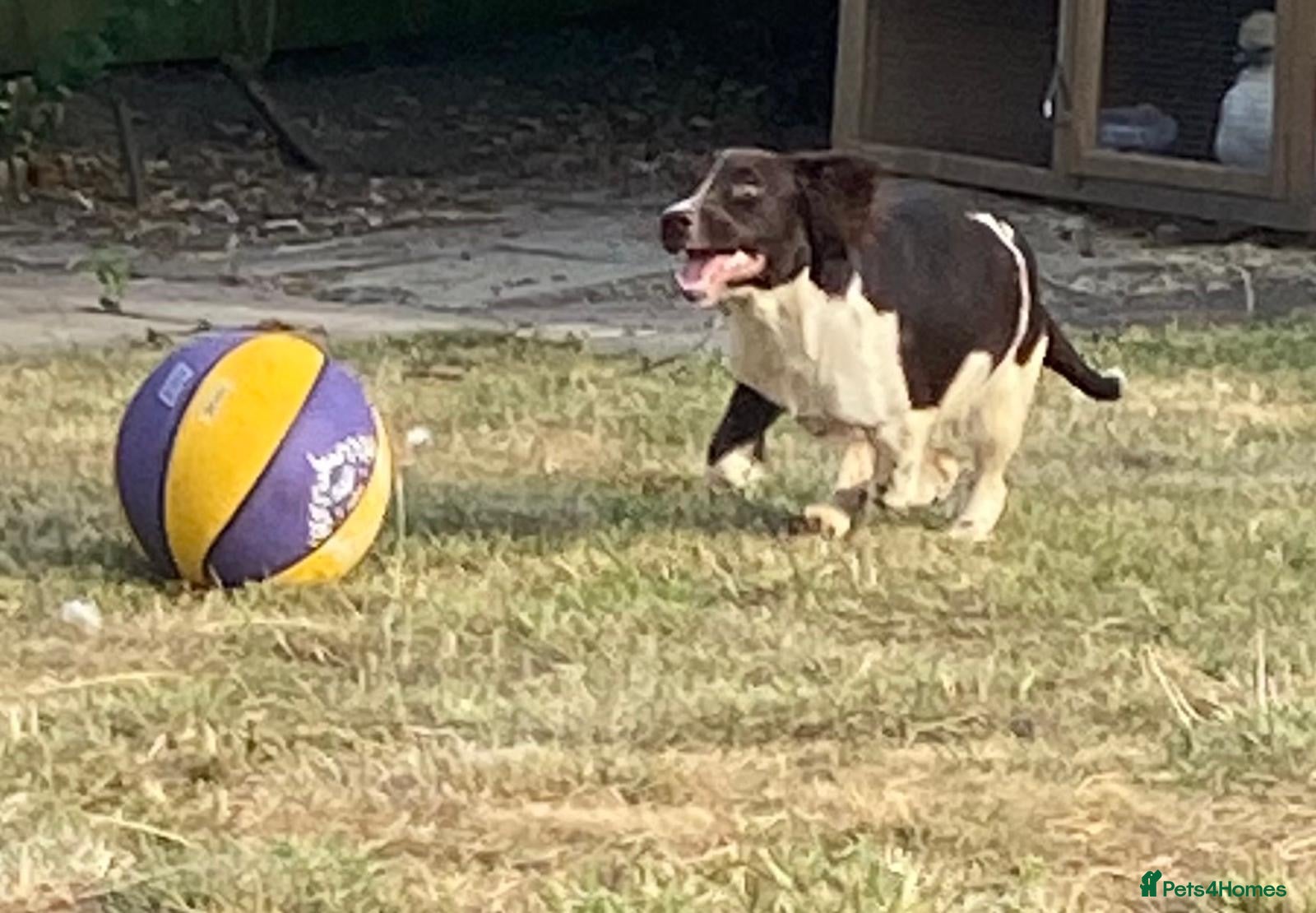 English Springer Spaniel dogs Stunning working springers  - Advert 2
