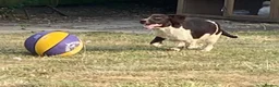 English Springer Spaniel dogs for sale: Stunning working springers  in Solihull - Advert 2