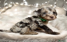 Toy Poodle dogs for stud: KC CHOCOLATE PHANTOM TOY POODLE in Willenhall - Image 16