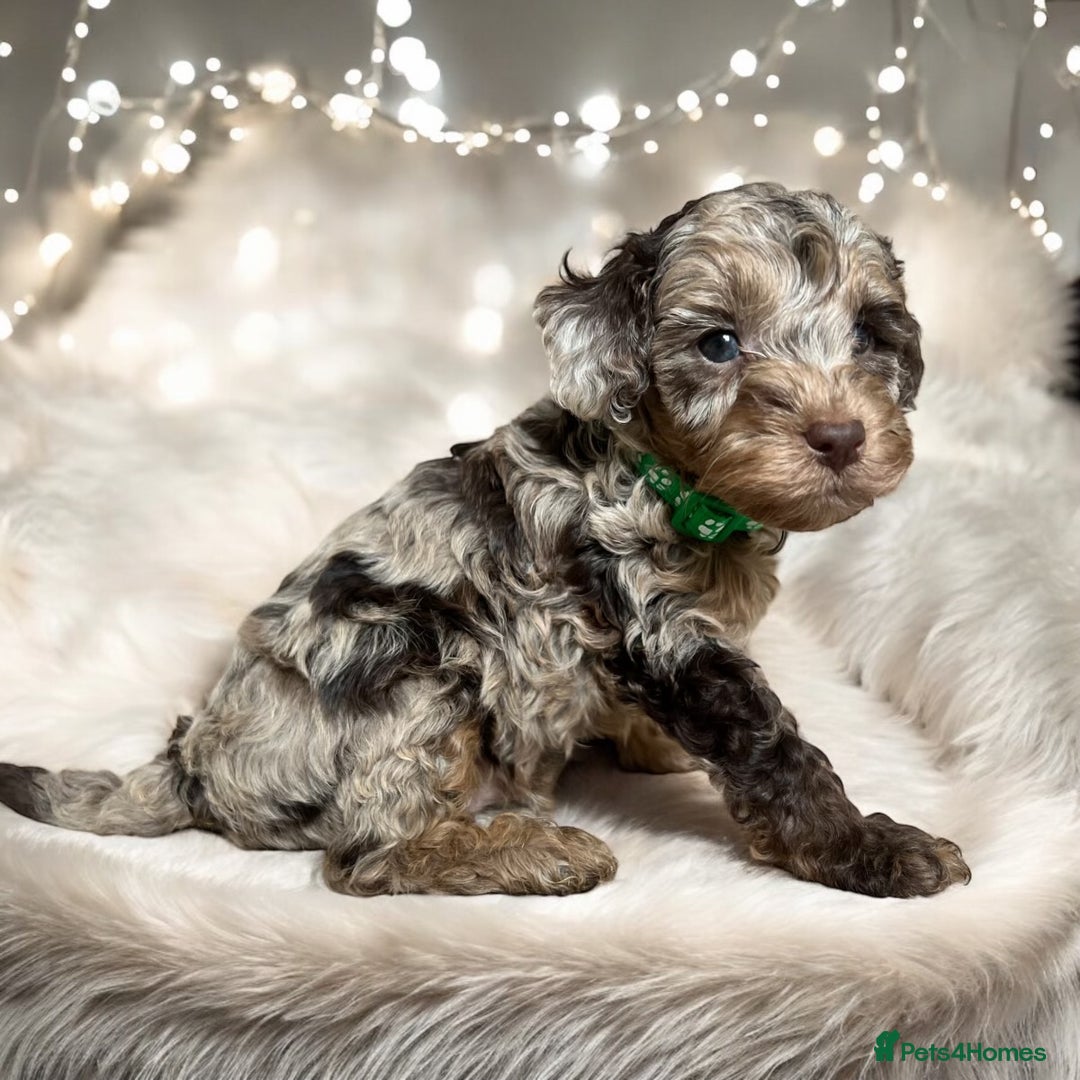 Toy Poodle dogs for stud: KC CHOCOLATE PHANTOM TOY POODLE in Willenhall - Image 16