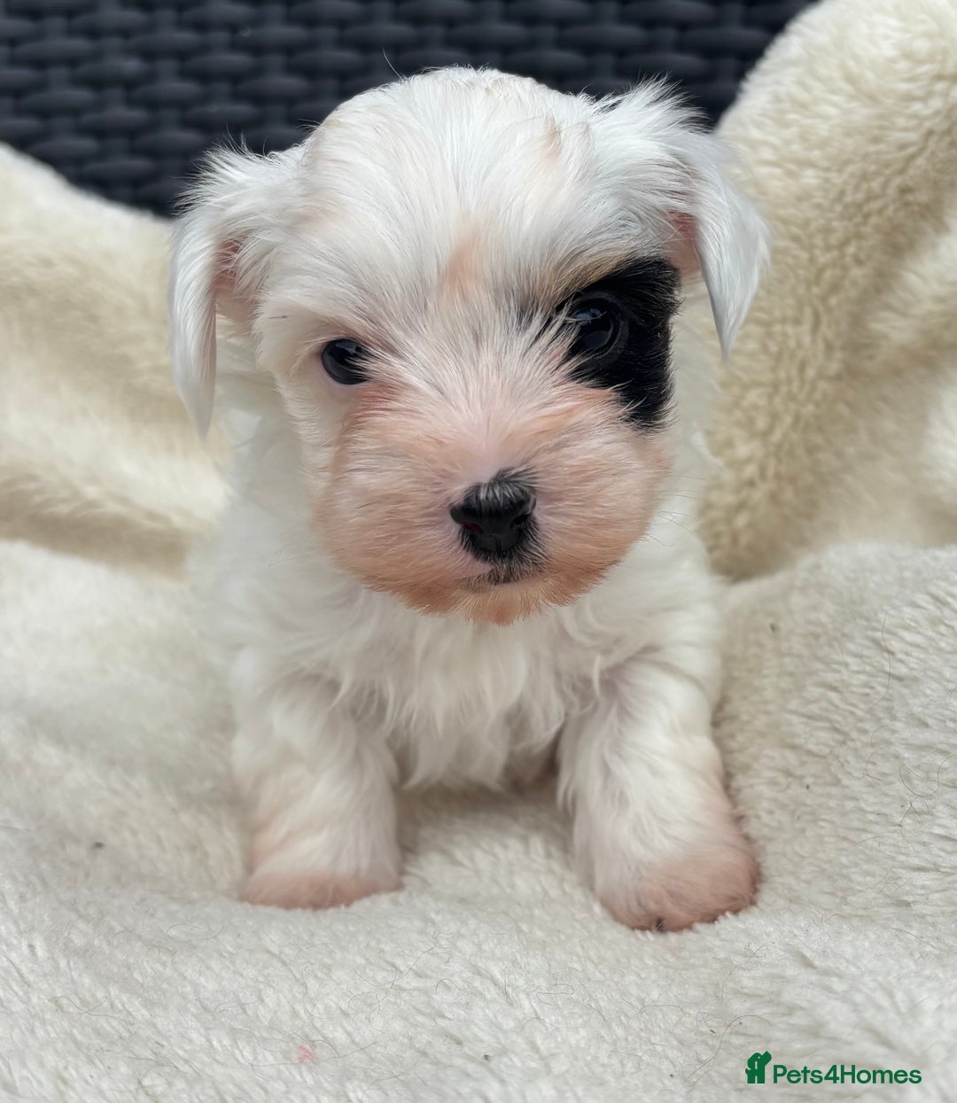 Biewer Terrier dogs for sale: Beautiful biewer terrier puppies 🩷 - Image 6