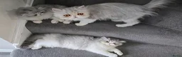 Persian cats for sale: Female Breeder Persian Cat Silver Tabby - GCCF - Advert 7