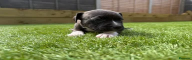 Staffordshire Bull Terrier Puppy 8