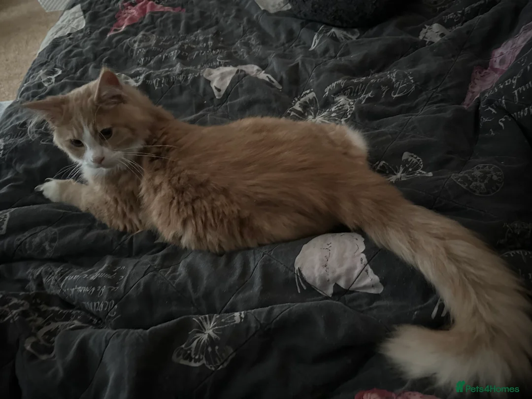 Maine Coon cats for sale: Xl mainecoon kittens full breed non reg  - Advert 10