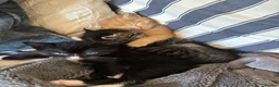 Mixed Breed cats for sale: Tuxedo black & white kitten  - Advert 9
