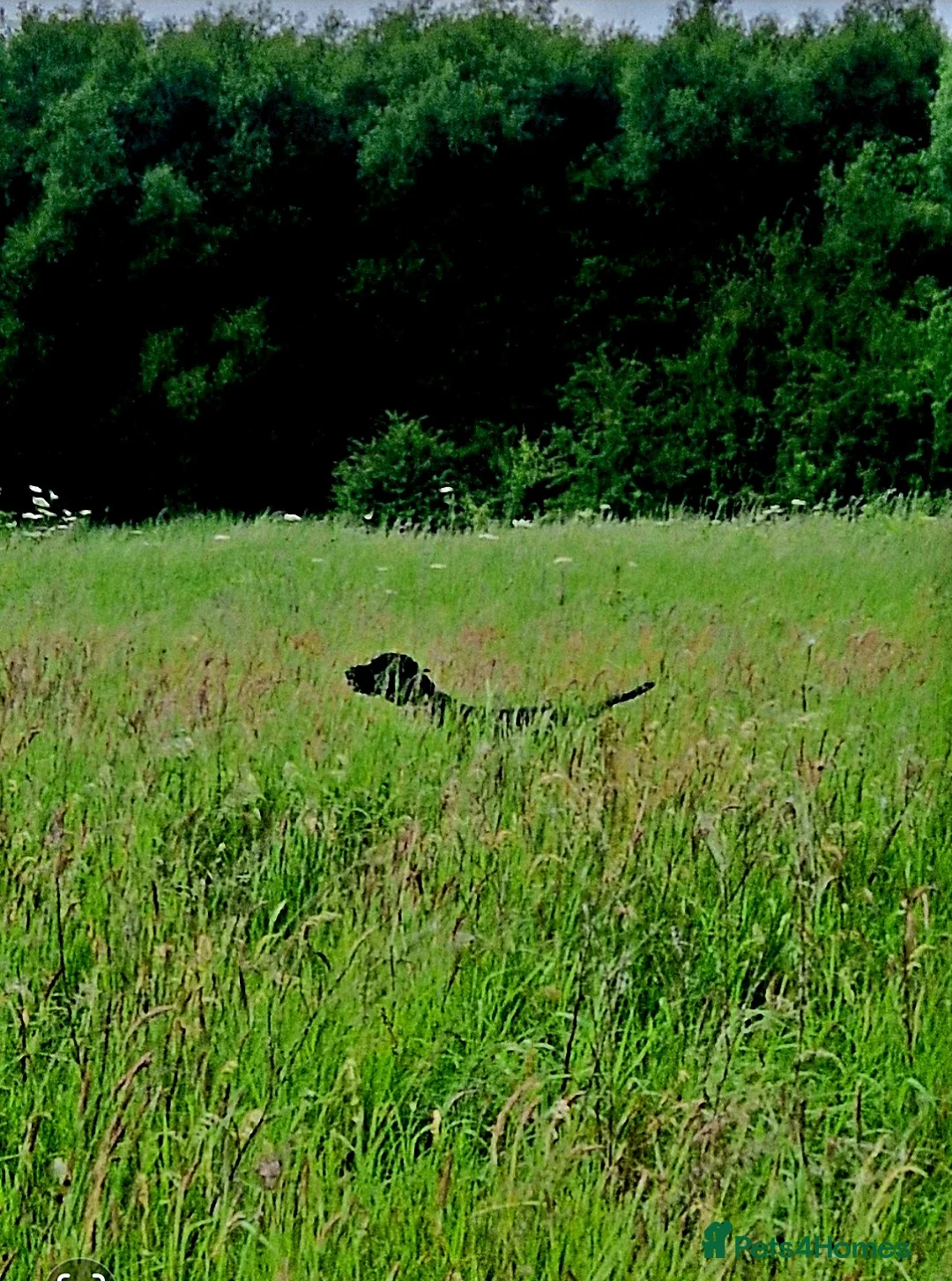 German Shorthaired Pointer dogs for stud: Proven sire full KC Reg GSP 5th Generation in Liverpool - Advert 13