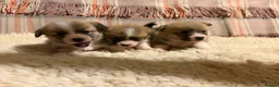 Welsh Corgi Pembroke dogs for sale: 5 Welsh Pembrokeshire Corgis Puppies For sale in Llandysul - Advert 3