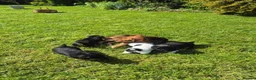 Jack Russell dogs for sale: Jack Russell puppies  - Advert 5