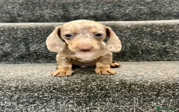 Miniature Dachshund dogs for sale: Miniature dachshund pups - Image 5