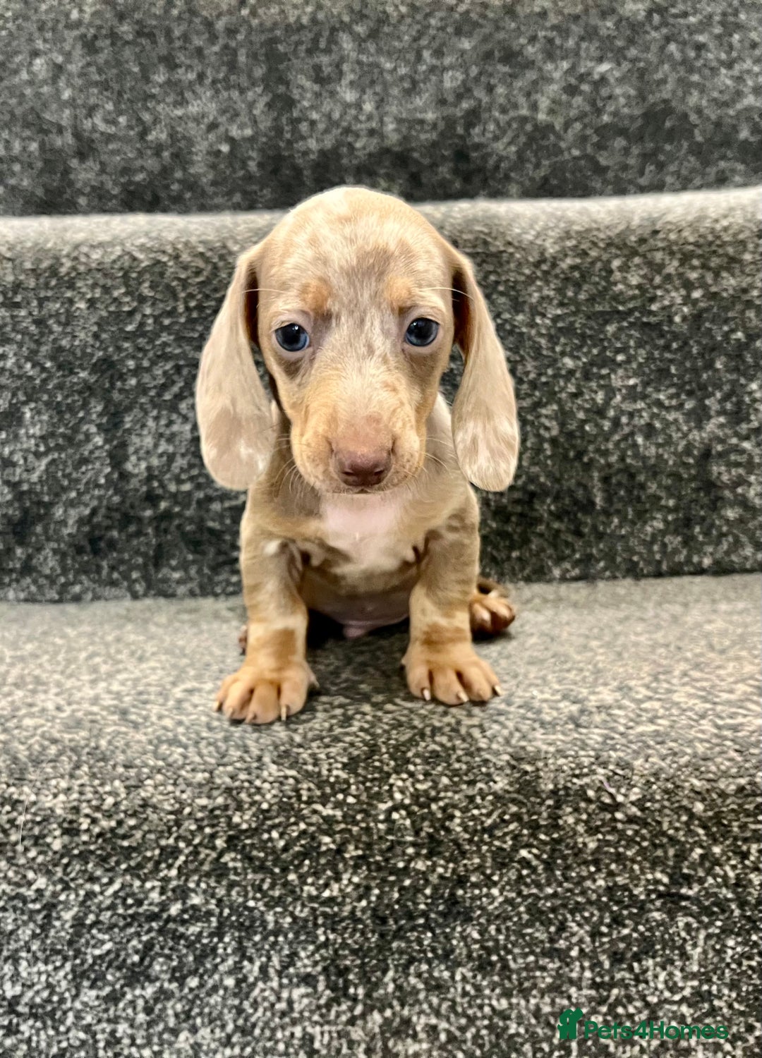 Miniature Dachshund dogs for sale: Miniature dachshund pups - Image 5
