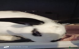 English rabbits for sale: rabbit to be given only to a loving home - Image 4