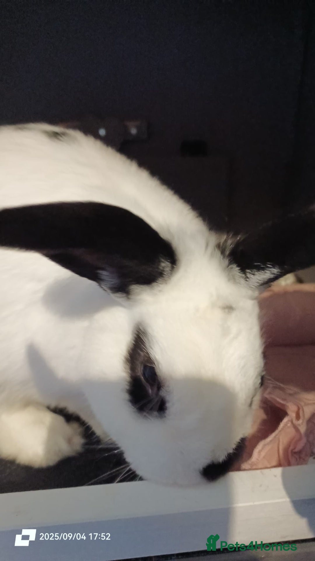 English rabbits for sale: rabbit to be given only to a loving home - Image 4