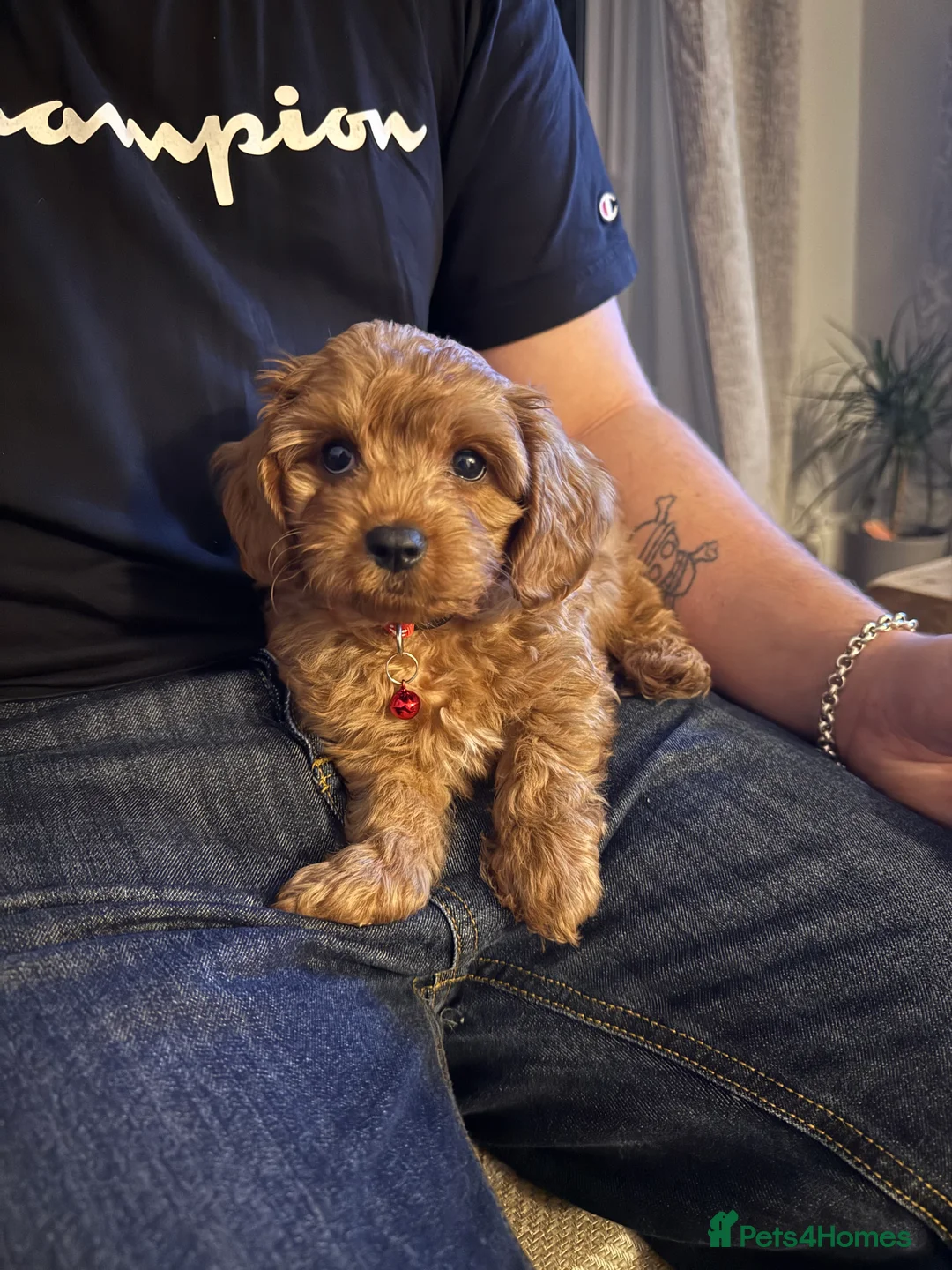 Cavachon dogs for sale: Cavapochon for sale  - Advert 1