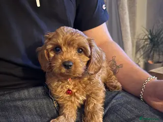 Cavachon dogs Cavapochon for sale - Advert 5