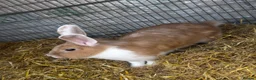 Lionhead rabbits for sale: 2 adorable Lion head rabbits - Advert 2