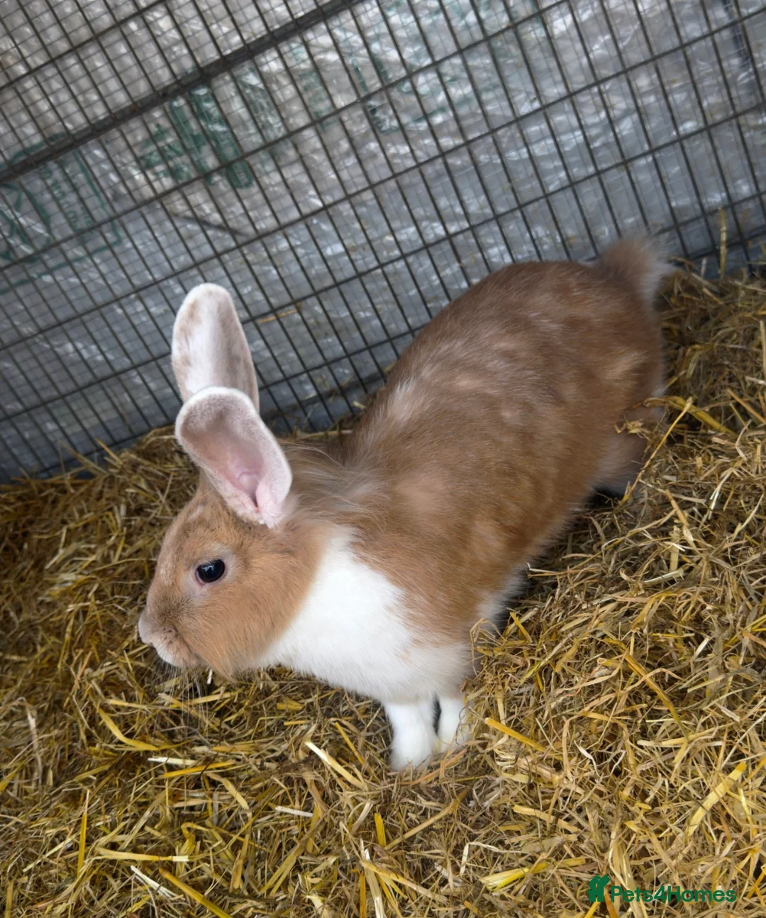 Lionhead rabbits for sale: 2 adorable Lion head rabbits - Advert 2
