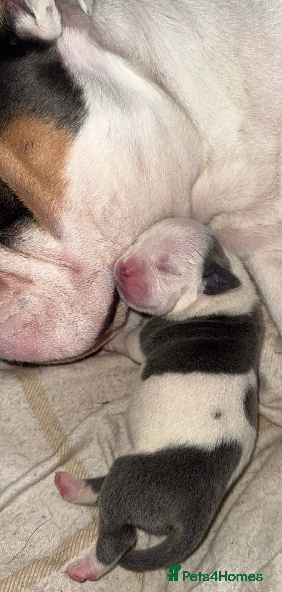 Mixed Breed dogs for sale: Olde pocket bully/ mixed bully  - Image 3
