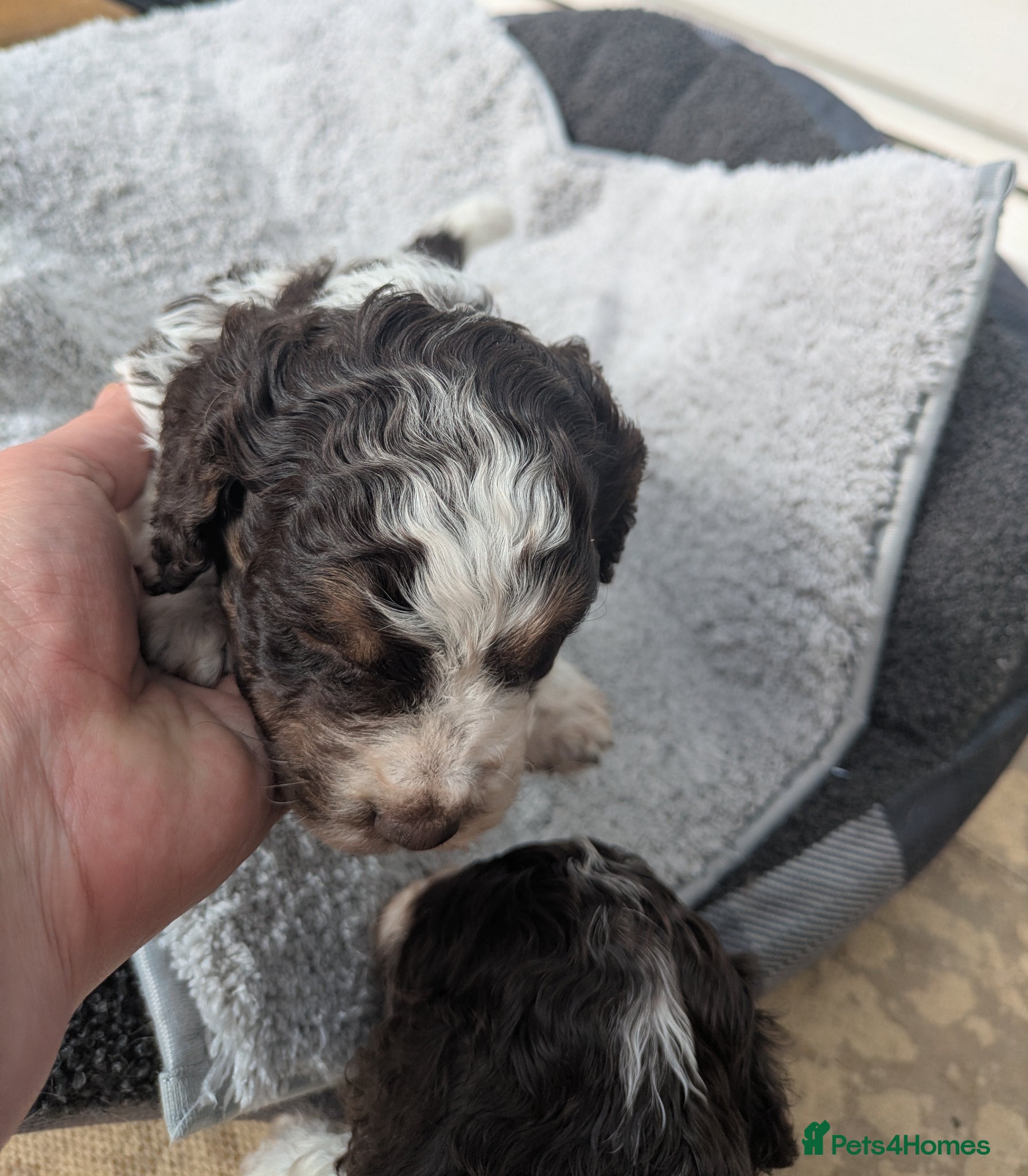 Cockapoo dogs Health tested choc and parti cockerpoos - Advert 1