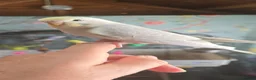 Budgerigars birds for sale: Gorgeous Baby Budgies - Advert 2