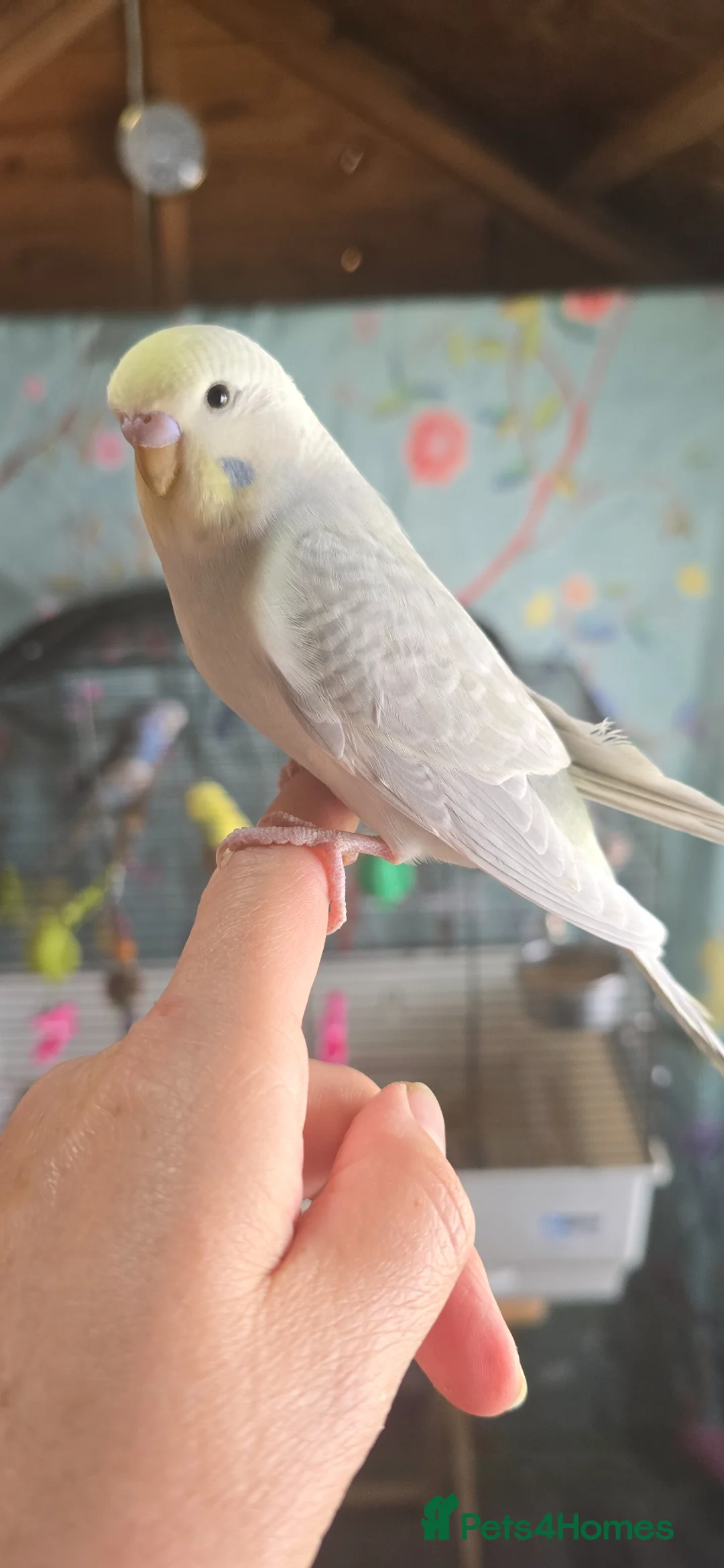 Budgerigars birds for sale: Gorgeous Baby Budgies - Advert 2