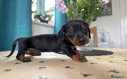 Miniature Dachshund dogs for sale: Reduced*KC, PRA clear mini Dachshund puppies - Image 14