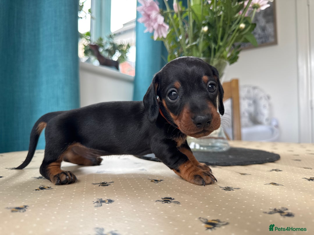 Miniature Dachshund dogs for sale: Reduced*KC, PRA clear mini Dachshund puppies - Image 14