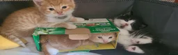 Mixed Breed cats for sale: Cutte baby cats for sale . - Advert 4