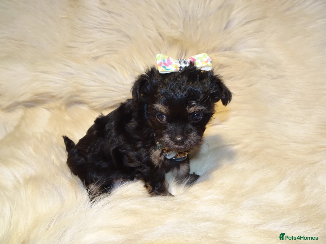 Mixed Breed dogs for sale: XXXXS Gorgeous Maltese X Chihuahua Malchi Puppies  - Advert 3
