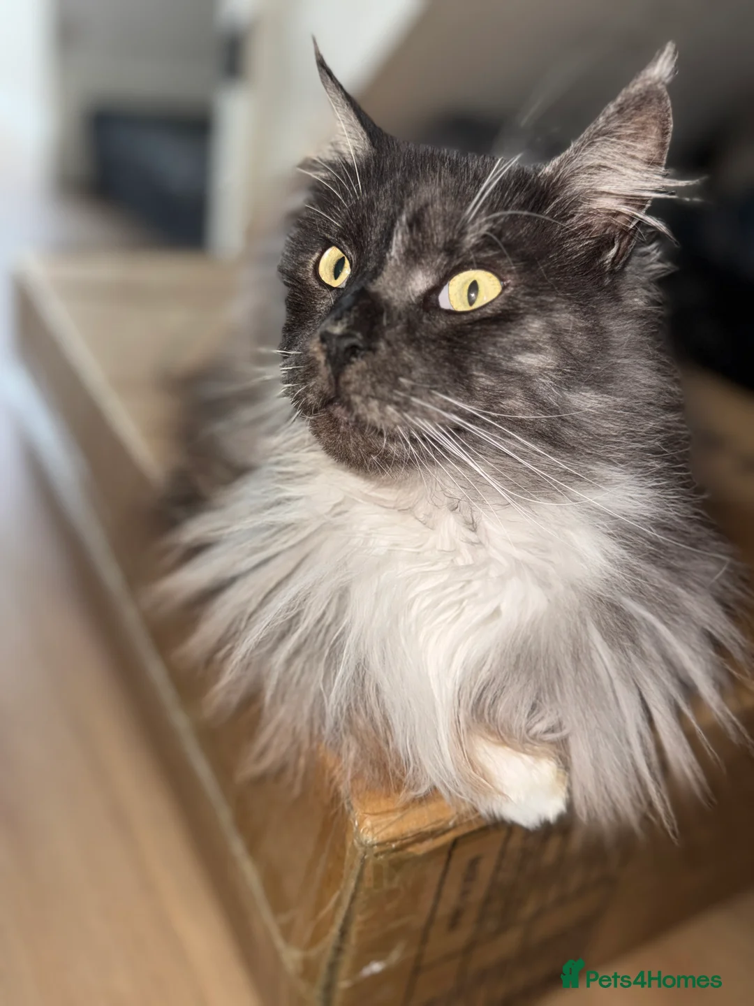 Maine Coon cats for sale: Pedigree Maine Coon, Storm - Advert 2