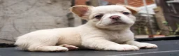 French Bulldog dogs for sale: FLUFFY FRENCHY:ISABELLA/LILAC/PLATINUM-KC&DNA CERT - Advert 15