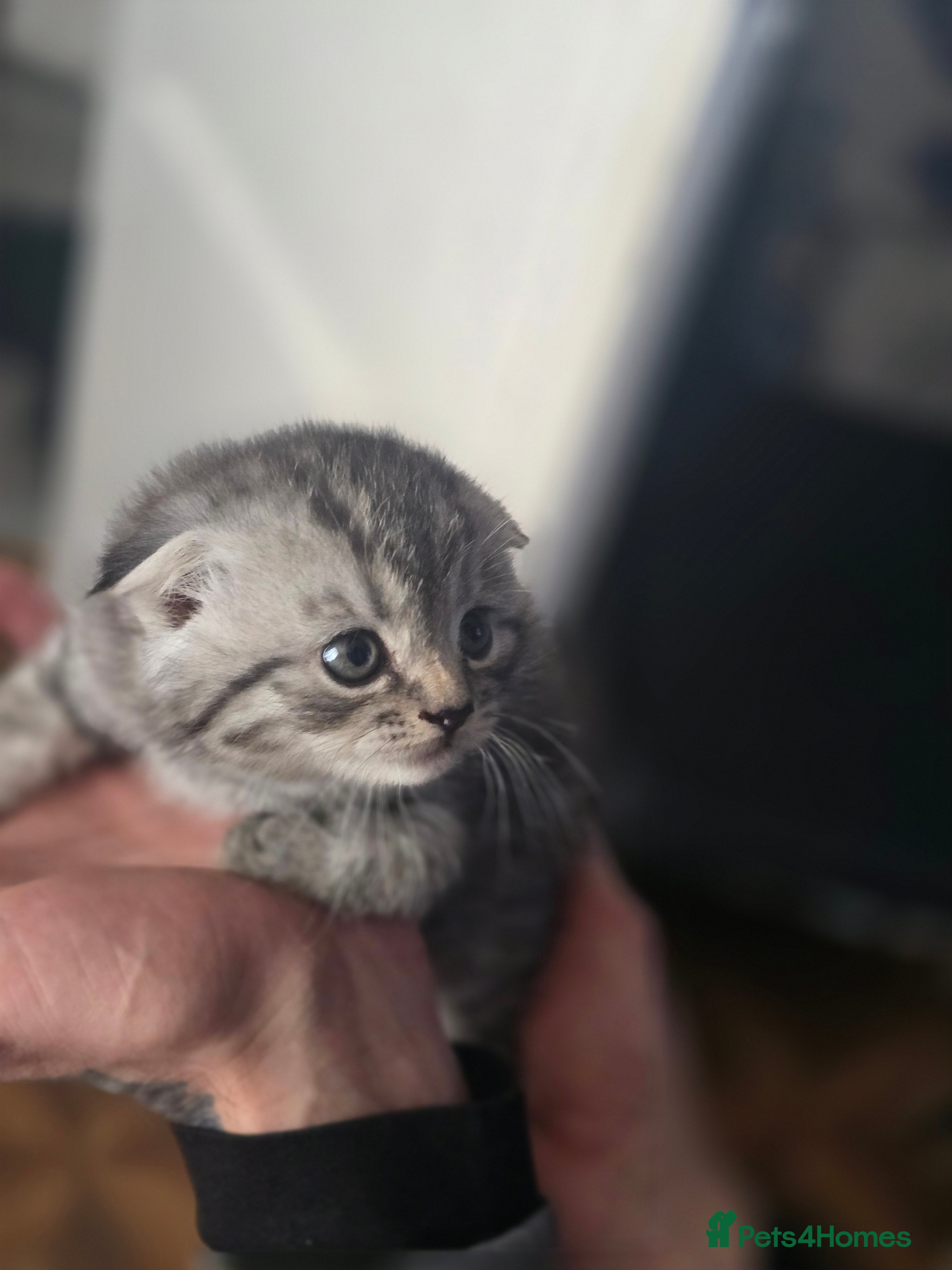 Scottish Fold cats 🥰💕Reservation list for 3 kittens is open💜🩵 - Advert 5