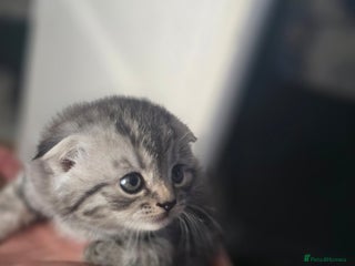 Scottish Fold cats 🥰💕Reservation list for 3 kittens is open💜🩵 - Advert 5