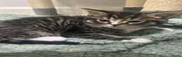 British Shorthair cats for sale: Cuteness Alert - Five BSH kittens ready to rehome - Advert 18