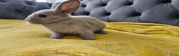 Mixed Breed rabbits for sale: Baby bunny's  - Advert 8