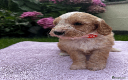 Cockapoo dogs for sale: Cockapoo puppies  - Image 5