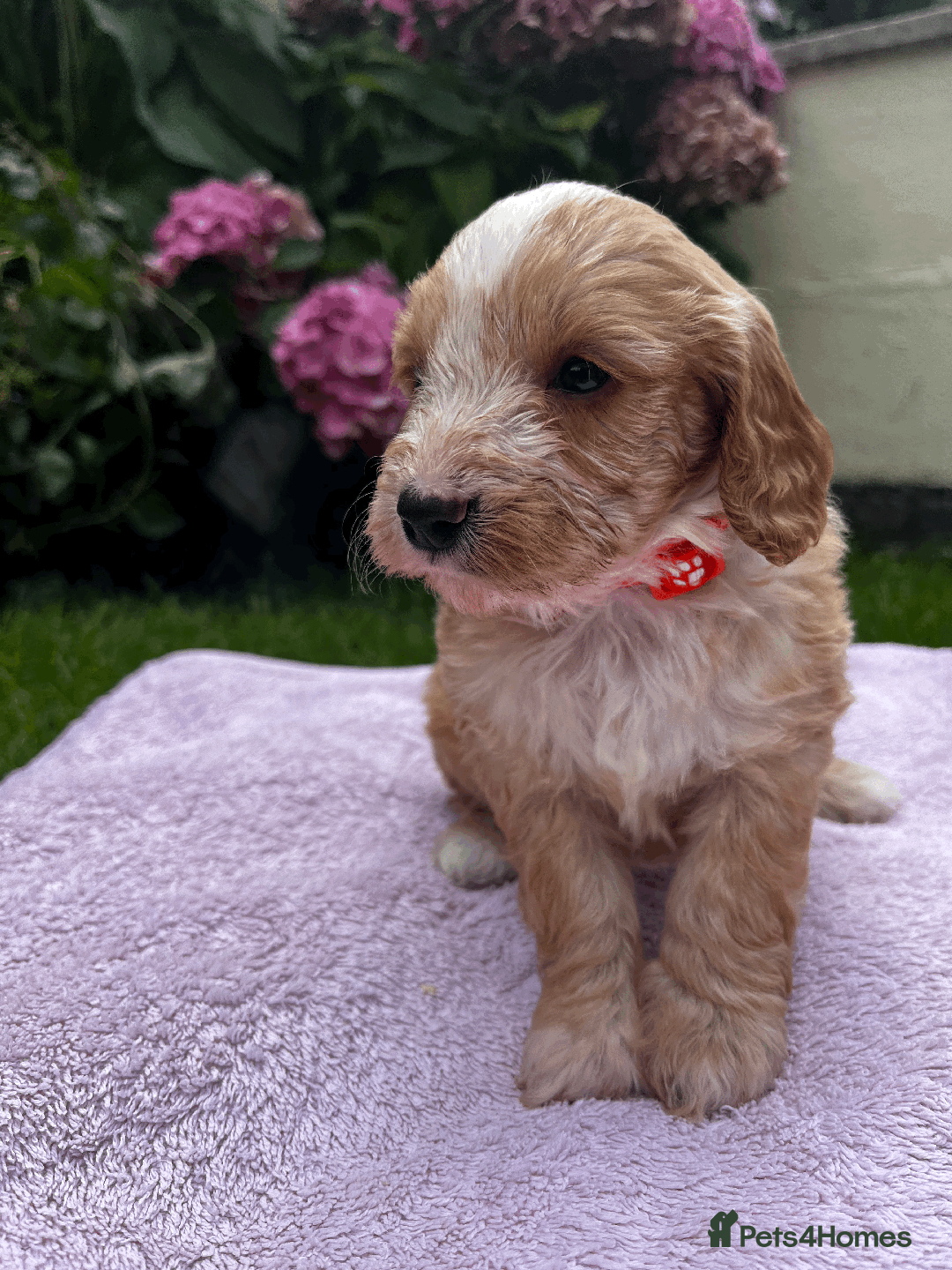 Cockapoo dogs for sale: Cockapoo puppies  - Image 5