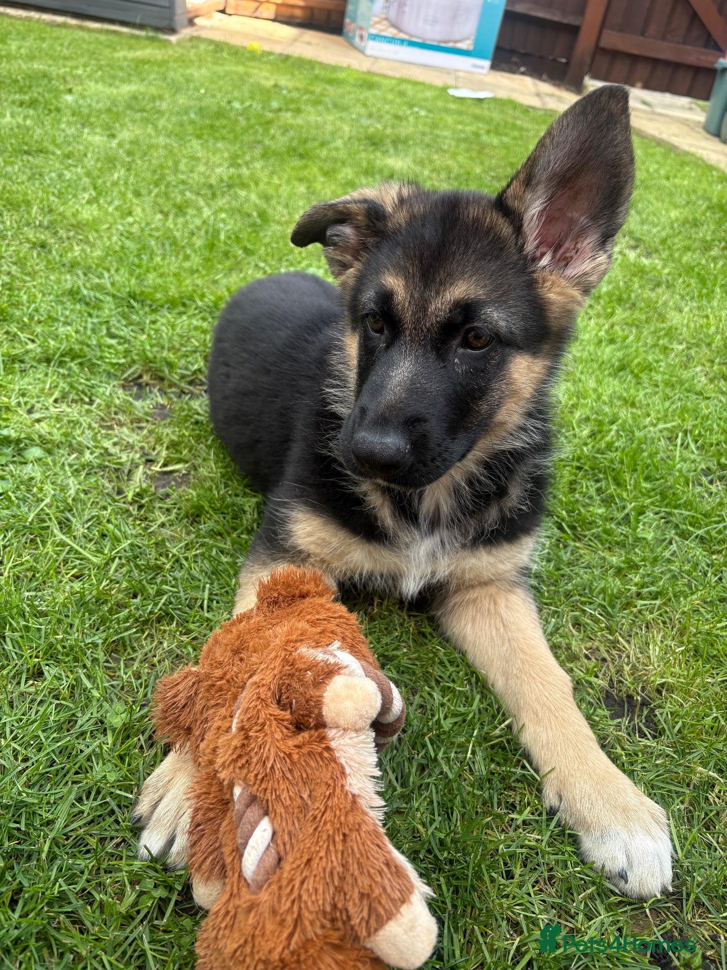 German Shepherd dogs Myla  - Advert 10