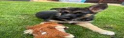 German Shepherd dogs for sale: Myla  - Advert 1