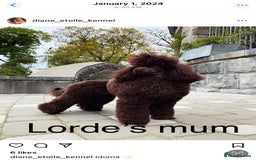 Cavapoo dogs for sale: 🐩 Stunning Chocolate KC Poodle – Lorde– 🐩 - Image 13