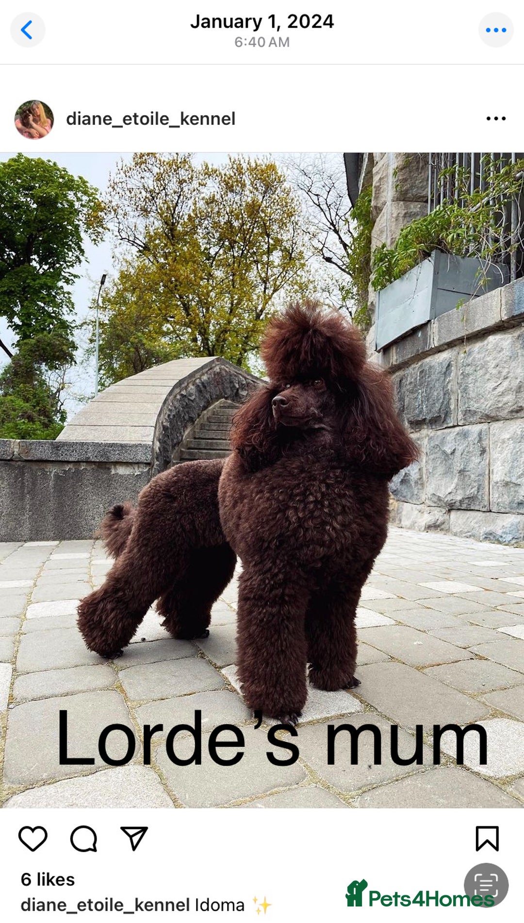 Cavapoo dogs for sale: 🐩 Stunning Chocolate KC Poodle – Lorde– 🐩 - Image 13