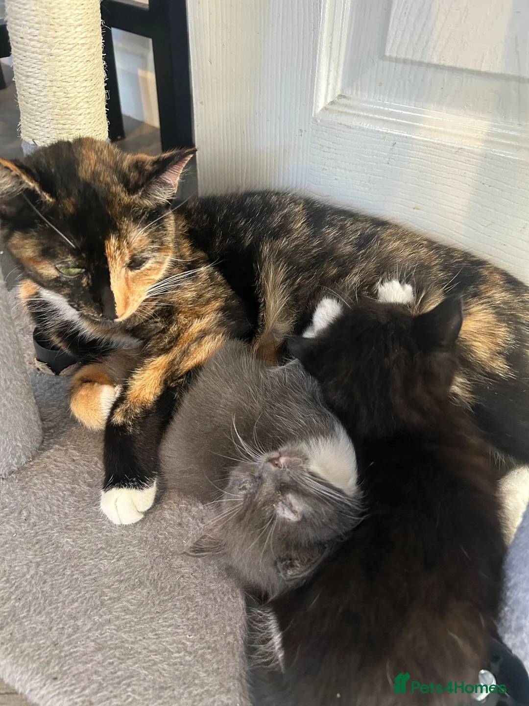 Mixed Breed cats for sale: Female kittens  in Swadlincote - Advert 5