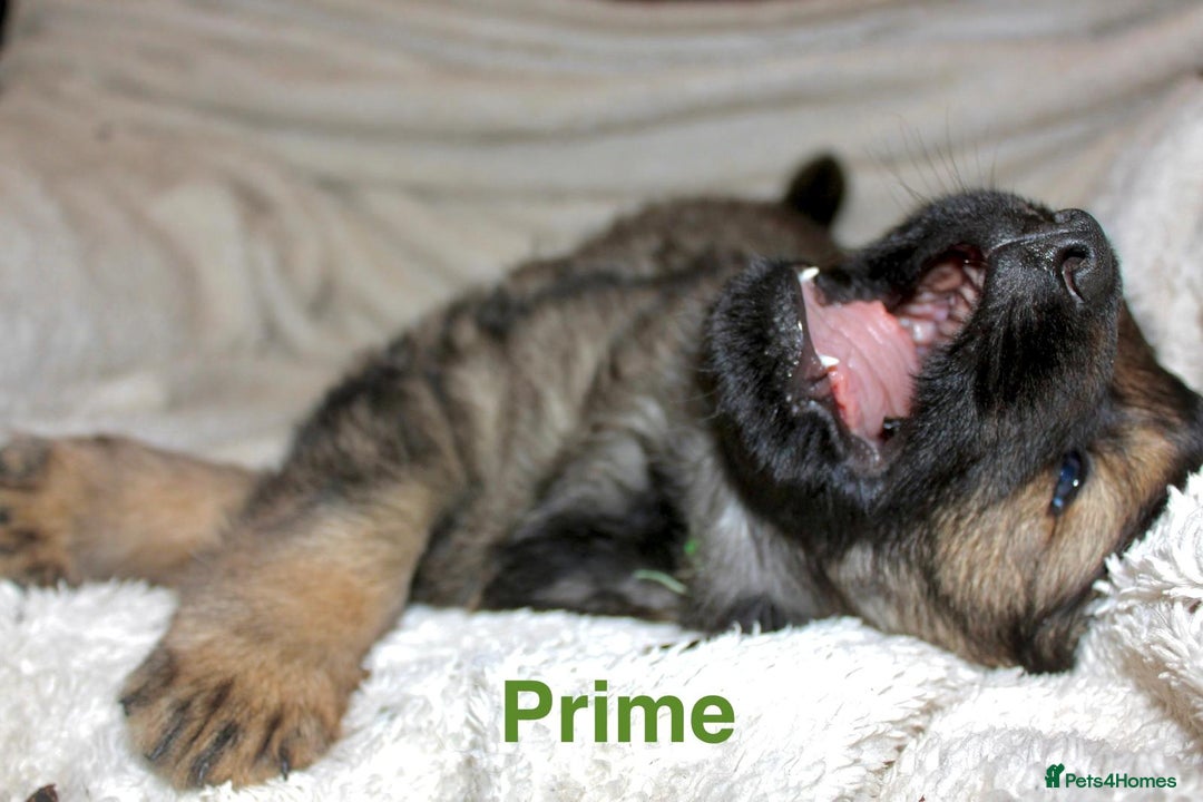 German Shepherd dogs for sale: German shepherd puppies  - Advert 6