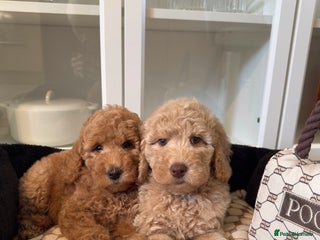 Australian Labradoodle dogs - Advert 31