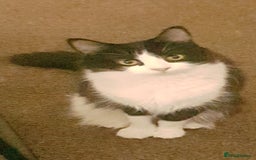 British Longhair cats for sale: Tuxedo, girl kitten available.  - Image 3