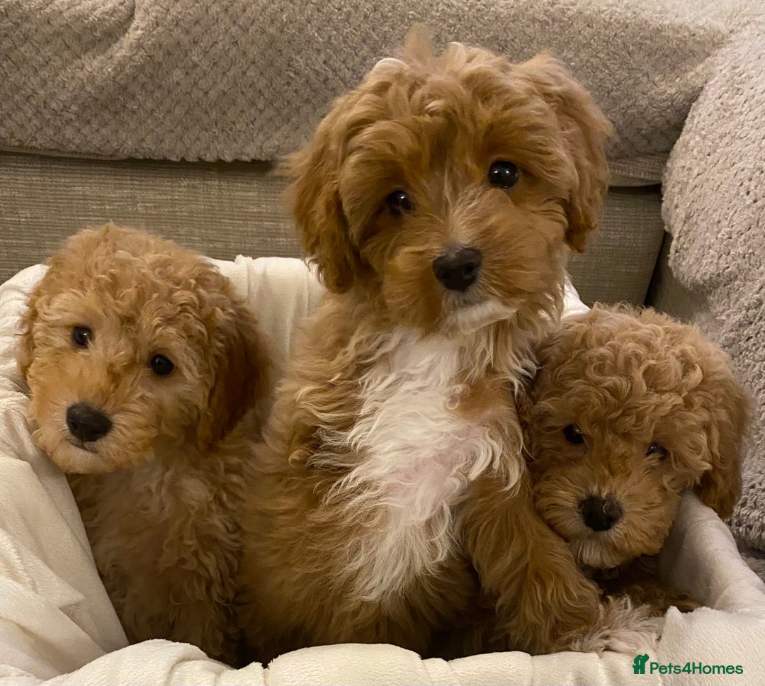 Cavapoo dogs for sale: RED & WHITE CAVAPOO PUPPIES TOP QUALITY BREEDER - Advert 17