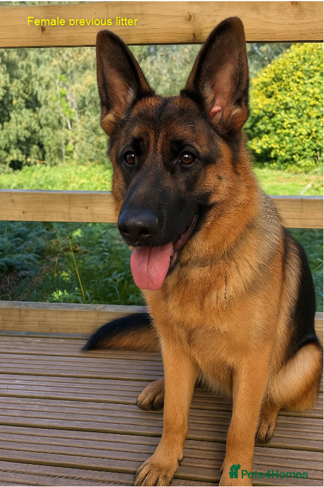 German Shepherd dogs for sale: German Shepherd Puppies – Elite German Bloodlines - Advert 7