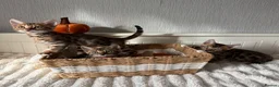 Bengal cats for sale: 🐆Exceptional Pedigree Bengal Kittens 🐆 - Advert 25