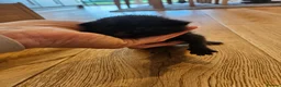 Mixed Breed cats for sale: Ready 4 days black boy kitten Siamese ragdoll mix  - Advert 36
